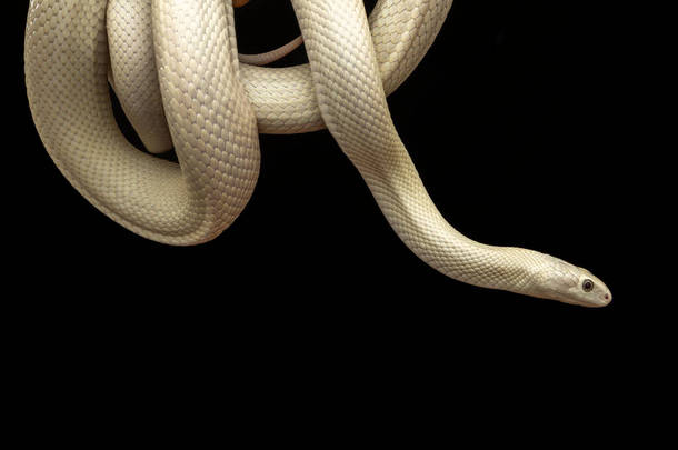 <strong>德克萨斯</strong>鼠蛇（英语：Texas rat snake，缩写Elaphe obsolete eta lindheimeri）是鼠蛇的亚种，在美国发现，主要分布在<strong>德克萨斯</strong>州。