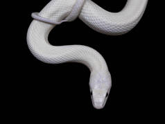 德克萨斯鼠蛇（英语：Texas rat snake，缩写Elaphe obsolete eta lindheimeri）是鼠蛇的亚种，在美国发现，主要分布在德克萨斯州。.