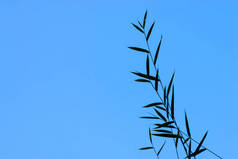 剪影竹叶与蓝天背景.