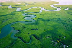 冈比亚红树林。 冈比亚红树林的空中景观。 射中