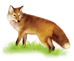 红狐狸站在草