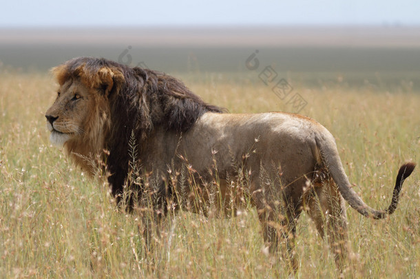 免费野生漫游非洲狮