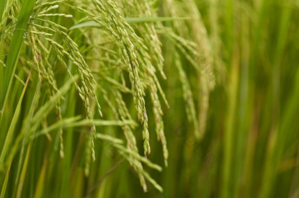 Riceplant 的特写镜头