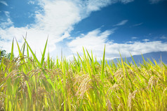 绿色的稻田，与云背景