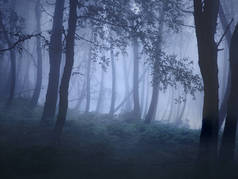 来自葡萄牙北部的山雾树林。模拟: 120 张幻灯片.