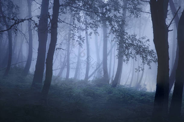 来自葡萄牙北部的山雾树林。模拟: 120 张<strong>幻灯</strong>片.