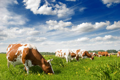 一群奶牛在草地上吃草