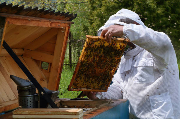 蜂窝上有蜜蜂幼虫的蜜蜂。养蜂人手里拿着框架.蜂群.