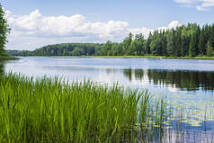 水上的倒影。从背景上看蓝湖与松树林, 拉脱维亚