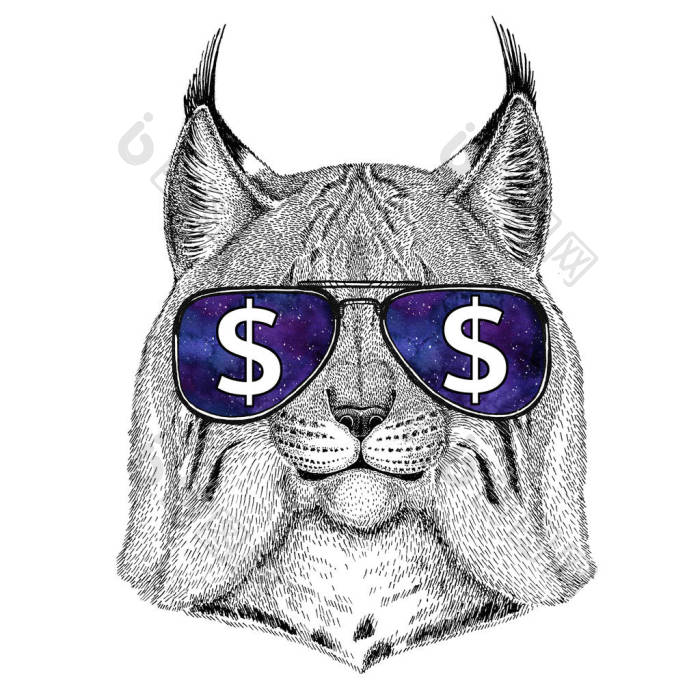 野生猫咪猞猁山猫小跑的恤戴着眼镜美元符号图片-包图网企业站
