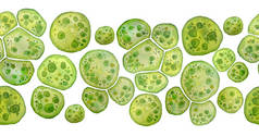 单细胞绿藻螺旋藻，大细胞单细胞，有脂滴。 化妆品生物技术用水色无缝水平边界宏观微生物细菌