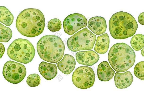 单<strong>细胞</strong>绿藻螺旋藻，大<strong>细胞</strong>单<strong>细胞</strong>，有脂滴。 化妆品生物技术用水<strong>色</strong>无缝水平边界宏观微生物细菌