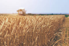 联合收割机收割成熟的小麦作物