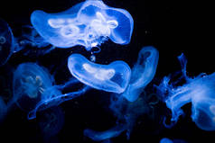 水母在令人印象深刻的生物发光显示