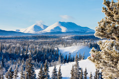 针叶林冬季冰雪景观加拿大育空地区