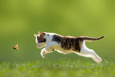 年轻的猫在草地上捕猎蝴蝶
