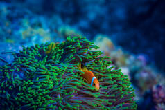 热带海洋水下触角间绿海葵的红色小丑