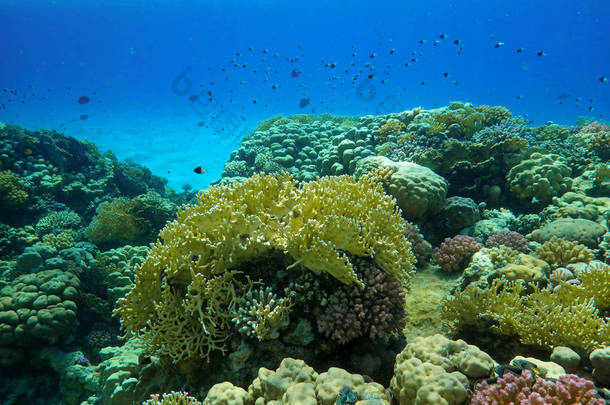 海底世界，有珊瑚和热带鱼类，珊瑚礁生物，五彩斑斓的珊瑚，风景