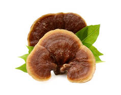 Ganoderma Lucidum Mushroom在白色背景下隔离