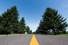 低角度的道路视图与黄线附近的绿色树木与叶子在夏天