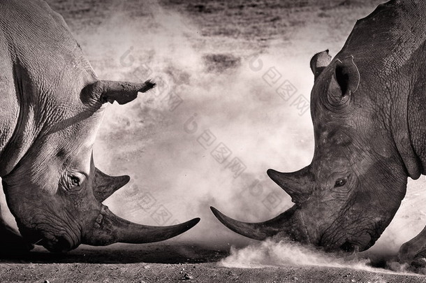 战斗，两个白犀牛在非洲大草原上纳库鲁湖之间的对峙