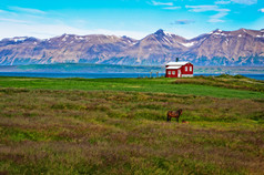 冰岛红房子在草甸与一匹马，山背景