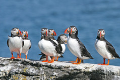 海雀群站在一块岩石上，冰岛