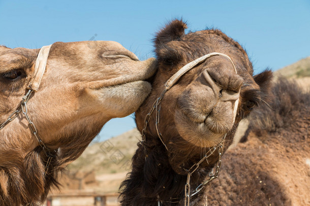 吻骆驼