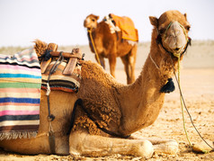 两个骆驼在沙漠里