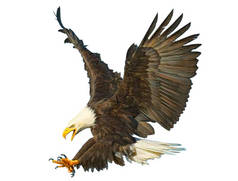 白头鹰俯冲攻击手绘和漆上白色背景图的颜色.