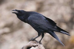 Raven-Corvus Corax 、肖像画和社会行为