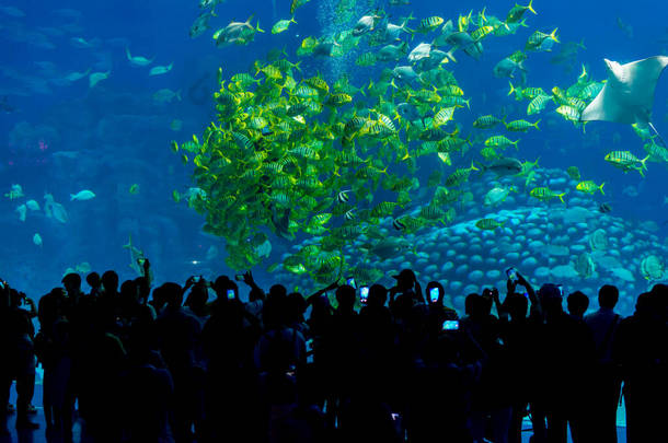中国广东省珠海Chimelong海洋王国的大型水族馆- -有热带鱼群的<strong>鱼缸里</strong>，人们观看鱼类的概况