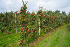 荷兰果园里有成熟的红苹果的树