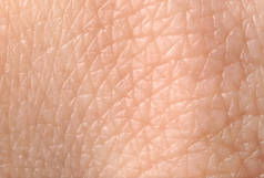 人类皮肤的结构，特写
