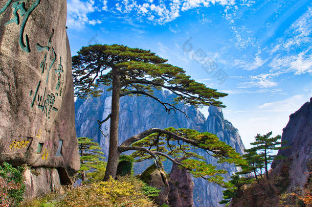 黄山国家公园入口处的欢迎松林.黄山风景(黄山).教科文组织世界遗产所在地。中国安徽省.