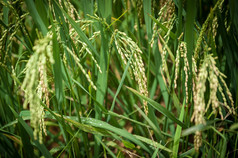 稻田里的稻穗