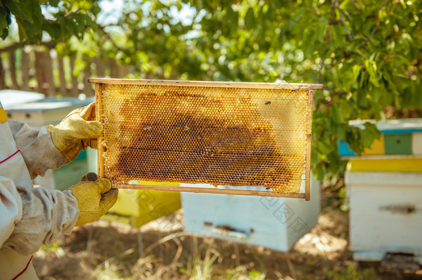 养蜂人<strong>掌控</strong>框架与蜂蜜蜂巢和蜜蜂