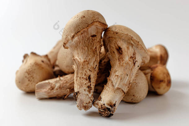 是一种蘑菇。蘑菇类似于肉豆蔻。火锅蘑菇和肉豆蔻蘑菇的组合