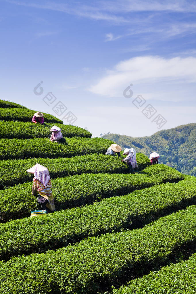 在茶园采摘茶叶的妇女. 采茶