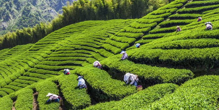 在茶园采摘茶叶的妇女. 采茶