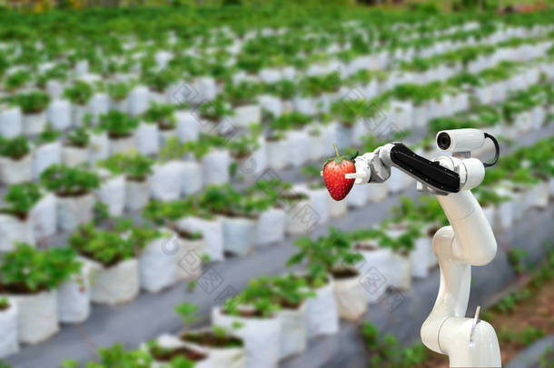 智能机器人农民草莓在农业未来派机器人自动化工作或提高效率