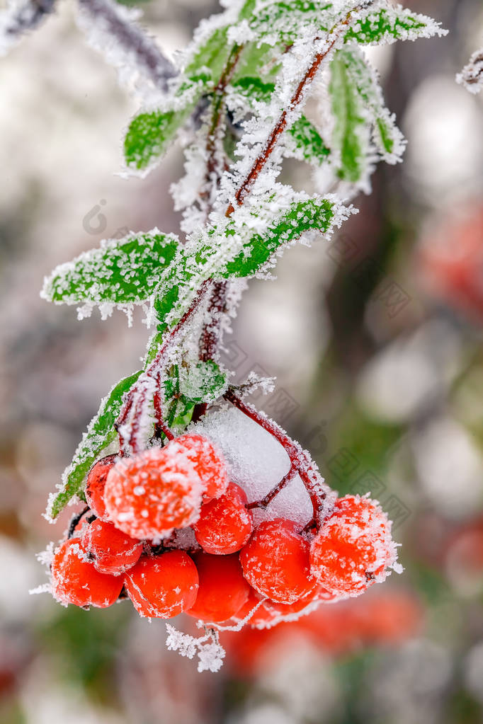 冬天背景。冬季景观与冰雪覆盖的明亮红色罗文