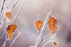 黄叶灌木的分枝，被冻土晶体覆盖在干草的天然背景上。有选择性的软重点。秋末或冬季的头几天，一个寒冷的早晨.