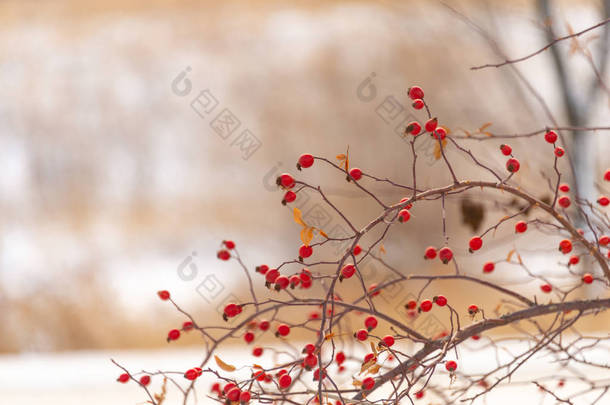 冬季的红色浆果