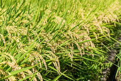 水稻水稻种植