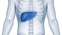 人体内消化器官肝解剖。3D