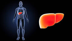人类肝脏视图