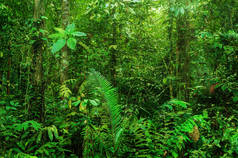神奇的热带雨林