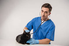 英俊的兽医检查黑猫在灰色背景