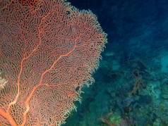 菲律宾吕宋岛，阿尼洛，柳珊瑚惊人的和神秘的海底世界